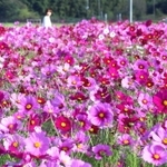 秋風に揺れる満開のコスモス＝たつの市揖保川町馬場