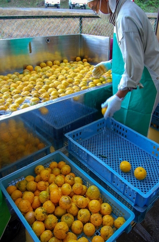 収穫した実を丁寧に洗うゆず栽培組合のメンバー＝相生市矢野町小河の加工場