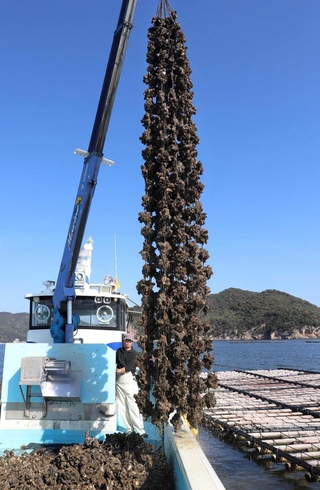 秋晴れの下、養殖いかだから引き上げられる殻付きのカキ＝赤穂市の坂越湾沖（撮影・辰巳直之）