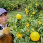 ふっくらと育ち、さわやかな香りを漂わせるユズ＝神河町根宇野