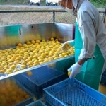 収穫した実を丁寧に洗うゆず栽培組合のメンバー＝相生市矢野町小河の加工場