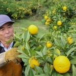 ふっくらと育ち、さわやかな香りを漂わせるユズ＝神河町根宇野