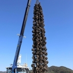秋晴れの下、養殖いかだから引き上げられる殻付きのカキ＝赤穂市の坂越湾沖（撮影・辰巳直之）