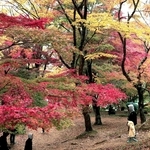 燃えるような紅葉で彩られたもみじ山＝宍粟市山崎町元山崎