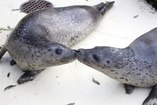 「チュウ」の一芸を披露するミール（右）とあんず＝神河町猪篠