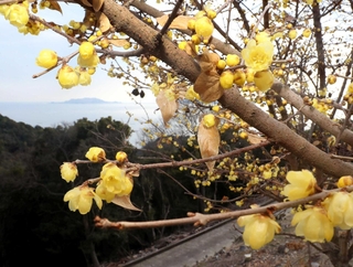 かれんな花を咲かせ始めたロウバイ＝世界の梅公園