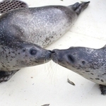 「チュウ」の一芸を披露するミール（右）とあんず＝神河町猪篠