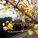 かれんな花を咲かせ始めたロウバイ＝世界の梅公園