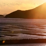 夕焼けに染まる播磨灘に浮かぶカキ養殖いかだ＝たつの市御津町から