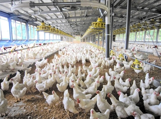鶏舎内で育てられる「種鶏」。肉用鶏の親や祖父母になる（家畜改良センター兵庫牧場提供）
