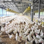 鶏舎内で育てられる「種鶏」。肉用鶏の親や祖父母になる（家畜改良センター兵庫牧場提供）