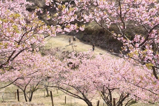 山の斜面に広がる桜＝神河町東柏尾