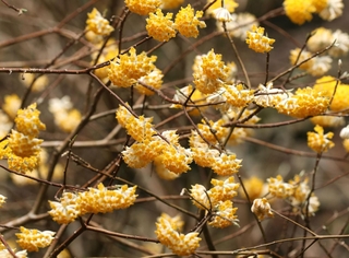 ミツマタの花＝宍粟市一宮町東河内