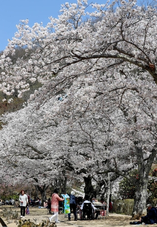 花見客でにぎわう満開のサクラ並木＝たつの市龍野町