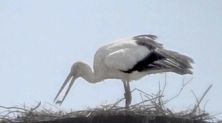 人工巣塔でコウノトリのひなに餌を与える親鳥＝１９日午後２時ごろ、上郡町中野（上郡町でコウノトリを育む会提供）