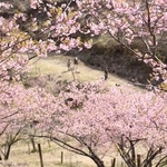 山の斜面に広がる桜＝神河町東柏尾