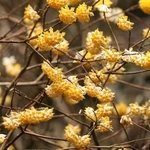 ミツマタの花＝宍粟市一宮町東河内