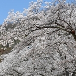 花見客でにぎわう満開のサクラ並木＝たつの市龍野町