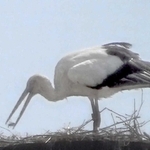人工巣塔でコウノトリのひなに餌を与える親鳥＝１９日午後２時ごろ、上郡町中野（上郡町でコウノトリを育む会提供）