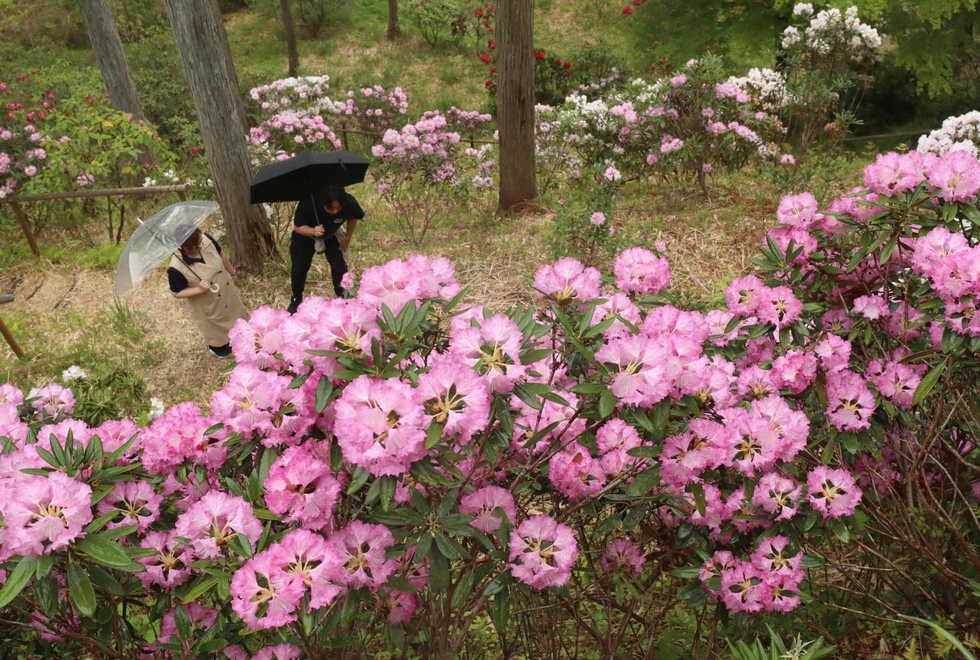 古備前　小振りな花生け　古箱付き　R17-1 シャクナゲ、新緑に映え 多彩な品種1万5千株見頃 佐用「播州平福