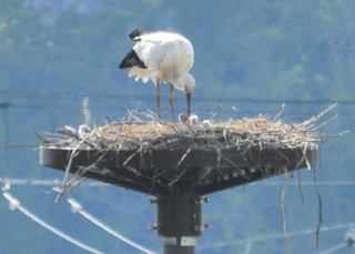 人工巣塔で確認されたコウノトリのひな３羽＝４月２７日午後４時ごろ、上郡町中野（上郡町でコウノトリを育む会提供）