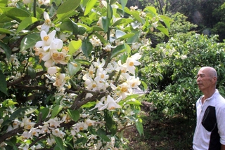 甘い香りを漂わせるユズの花＝神河町根宇野