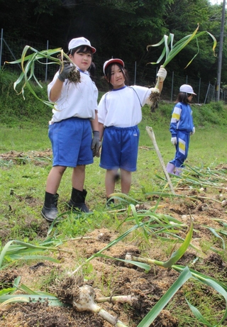 にんにくを次々に収穫する子どもたち＝市川町下牛尾