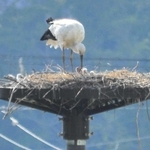 人工巣塔で確認されたコウノトリのひな３羽＝４月２７日午後４時ごろ、上郡町中野（上郡町でコウノトリを育む会提供）
