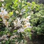 甘い香りを漂わせるユズの花＝神河町根宇野