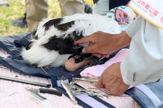 個体識別の番号が付いた足輪を装着されるコウノトリのひな＝上郡町中野