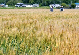 黄金色に染まる小麦畑＝たつの市揖保川町馬場