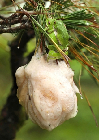 樹上で卵塊を作るモリアオガエル＝福崎町高岡