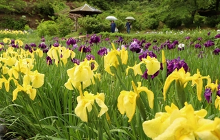 雨にぬれ、しっとりと咲くハナショウブ＝佐用町西新宿、おじいちゃんとおばあちゃんの花しょうぶ園