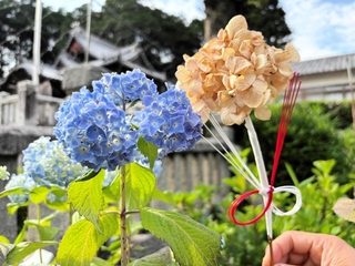 境内に咲くアジサイ。乾燥させて水引を結ぶとお守り（右）に＝若狭野天満神社