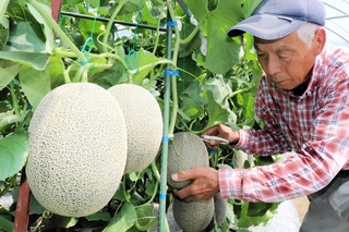 収穫期を迎えた矢野メロン。爽やかな甘みが魅力だ＝相生市矢野町