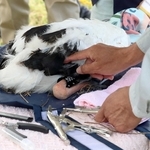 個体識別の番号が付いた足輪を装着されるコウノトリのひな＝上郡町中野