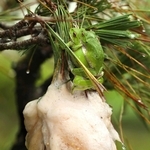 樹上で卵塊を作るモリアオガエル＝福崎町高岡