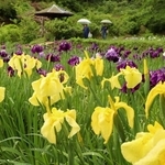 雨にぬれ、しっとりと咲くハナショウブ＝佐用町西新宿、おじいちゃんとおばあちゃんの花しょうぶ園