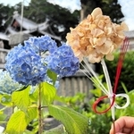境内に咲くアジサイ。乾燥させて水引を結ぶとお守り（右）に＝若狭野天満神社