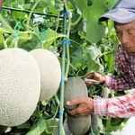 収穫期を迎えた矢野メロン。爽やかな甘みが魅力だ＝相生市矢野町