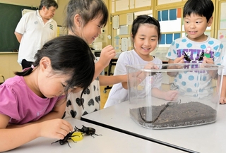 カブトムシに触れて観察する児童＝赤穂市有年原