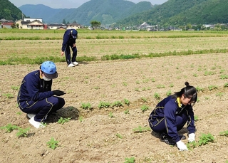 ヒマワリの間引きを手伝う佐用高校の生徒＝６月８日、佐用町林崎（佐用高校提供）
