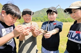 ハマウツボを観察する高雄小の児童＝赤穂市高雄