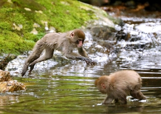 水辺に飛び込む野生のサル＝佐用町船越