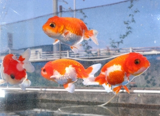 水槽の中を泳ぐ金魚。夏空の下を涼しげに舞っているようだ＝姫路市余部区上余部
