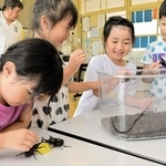 カブトムシに触れて観察する児童＝赤穂市有年原