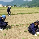 ヒマワリの間引きを手伝う佐用高校の生徒＝６月８日、佐用町林崎（佐用高校提供）