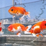 水槽の中を泳ぐ金魚。夏空の下を涼しげに舞っているようだ＝姫路市余部区上余部