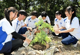 植樹したミモザに水をやる赤穂高校生＝赤穂市尾崎
