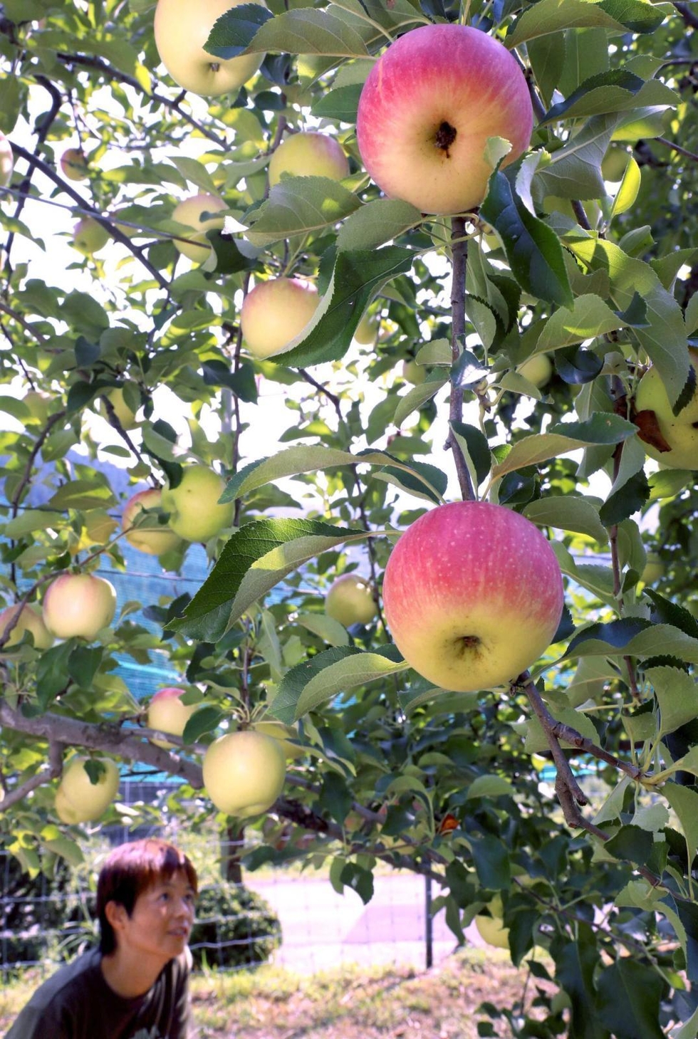 りんご 000000002389_ZZ3AEFw.jpg